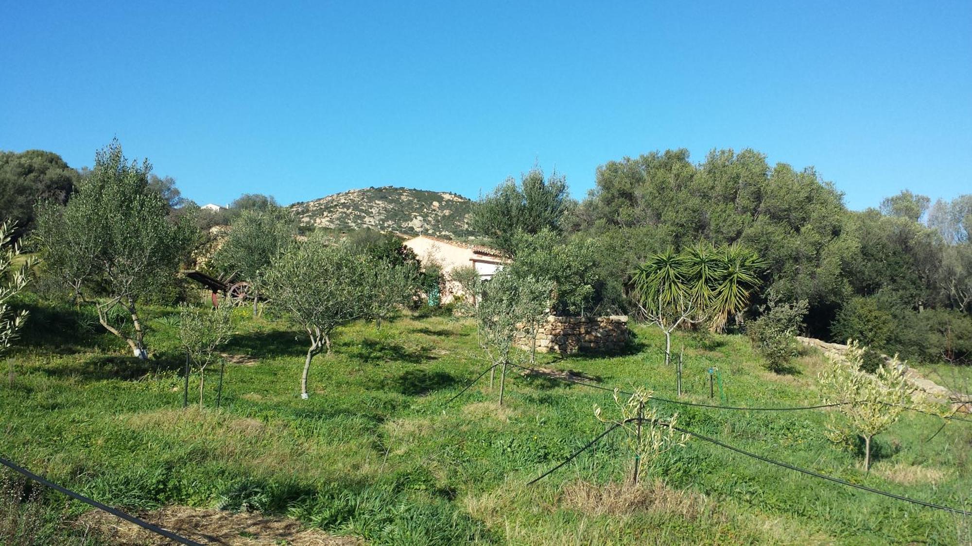 Agriturismo Agrisole ออลเบีย ภายนอก รูปภาพ