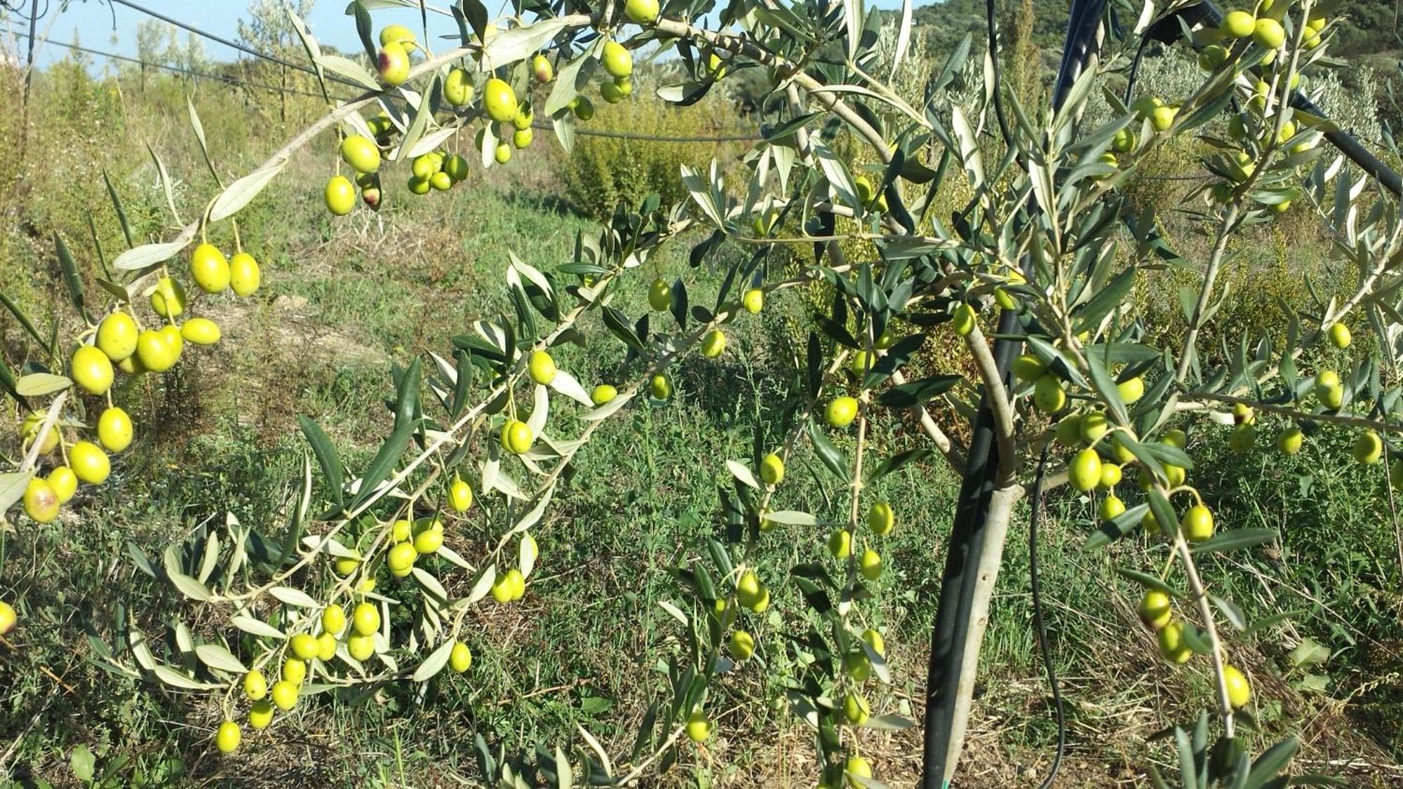 Agriturismo Agrisole ออลเบีย ภายนอก รูปภาพ